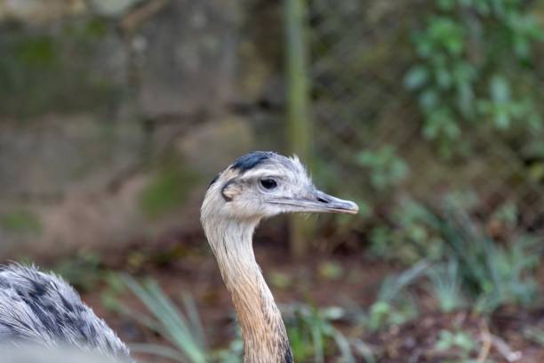 istock wildlife animals,animals in the jungle 2111854735