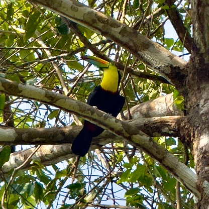 A beautiful Toucan up close in a tree