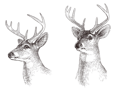 Deer, stag, horns, animal head, portrait sketch, realistic, vector hand drawn illustration isolated on white
