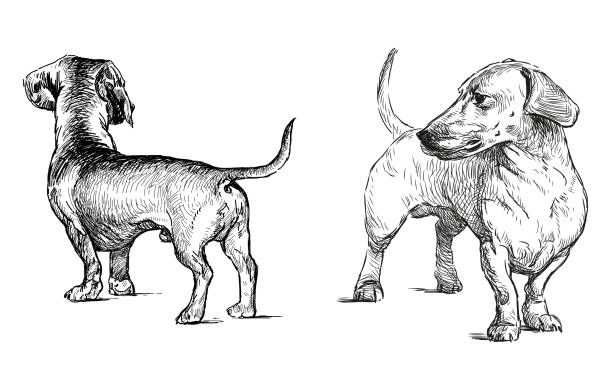 ilustraciones, imágenes clip art, dibujos animados e iconos de stock de perro salchicha perro de caza mascota de raza pura linda, ilustración vectorial dibujada a mano realista en blanco y negro aislado en blanco - dachshund dog reliability animal