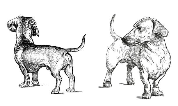 ilustrações de stock, clip art, desenhos animados e ícones de dachshund hunting dog pet purebred cute, vector hand drawn illustration realistic black and white isolated on white - dachshund dog reliability animal