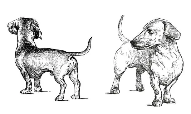Vector illustration of Dachshund hunting dog pet purebred cute, vector hand drawn illustration realistic black and white isolated on white