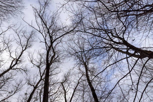 cloudy weather in windy weather in the winter forest, maple trees without foliage in the winter season in the forest