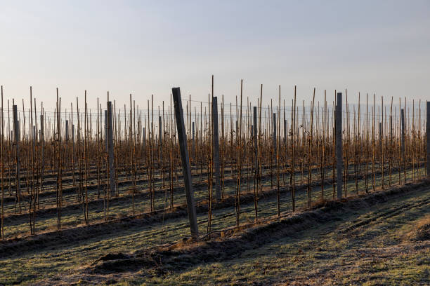 istock a young apple orchard where trees are planted in rows 2111878290