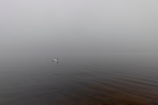 white swans swimming on the lake in foggy weather, one swan on the lake in early spring in search of food
