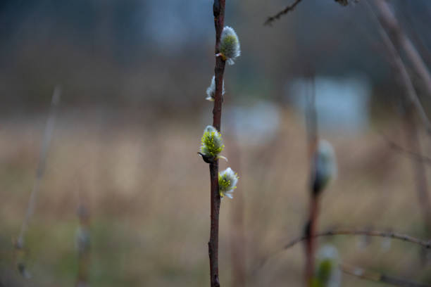 Pussy willow close-up