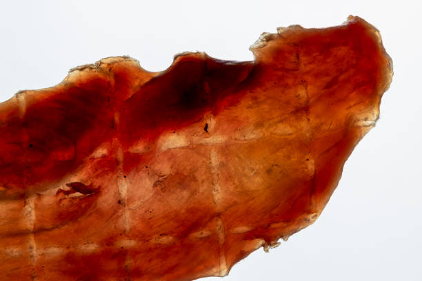 dried pork meat on the table in close-up, dried with salt and spices pork