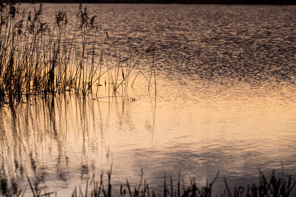 istock beautiful sunset on the lake with reflection in the water 2111880033