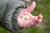Daisy, dellis. A child holds a daisy in his hand. Spring flowers on the hand. White flower. Baby's hand