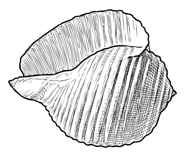 Vector illustration of Mollusk seashell, single, sea life, beach, contour hand drawing, black and white vector sketch isolated on white