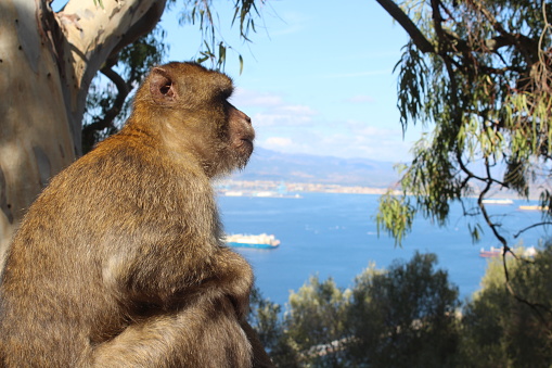 The Gibraltar Barbary macaque is the only wild population of macaques on the European continent.\nView of the Strait of Gibraltar\nShooting in Gibraltar, September 2023