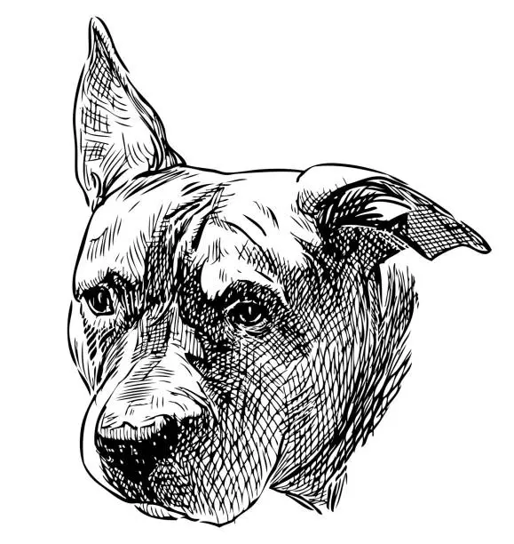 Vector illustration of Pit bull dog sketch portrait, pet, domestic animal,  head, vector hand drawing isolated on white