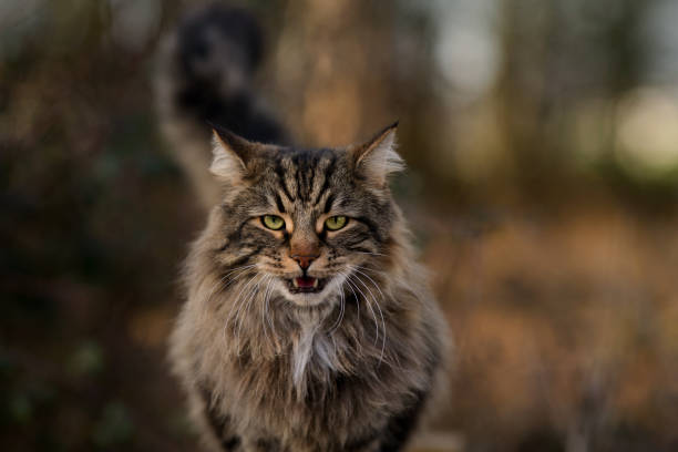 istock Long Haired Tabby Tom Cat in Woodland Setting 2111913335