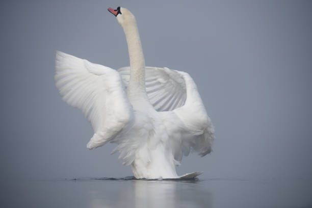 istock Mute Swan Stretching on Foggy Morning 2111914089