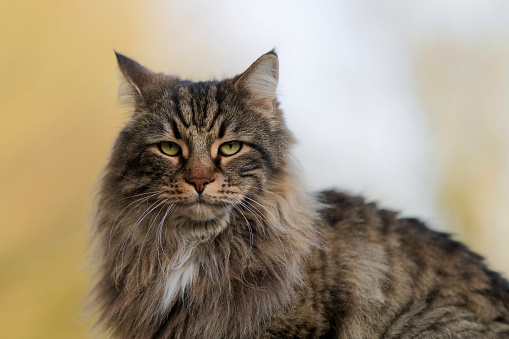 A rather wild and serious looking large male British tabby cat stares at the camera.