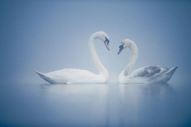 istock Two Swans on a Misty Blue Lake 2111920162