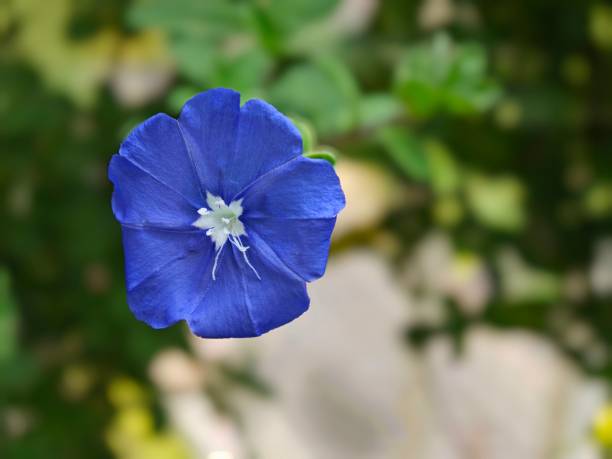 A dwarf morning-glory in a green garden setting