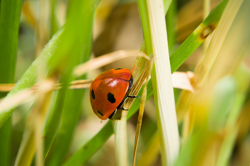 Ladybug sitting on a blade of grass on a flower meadow in summer, Germany