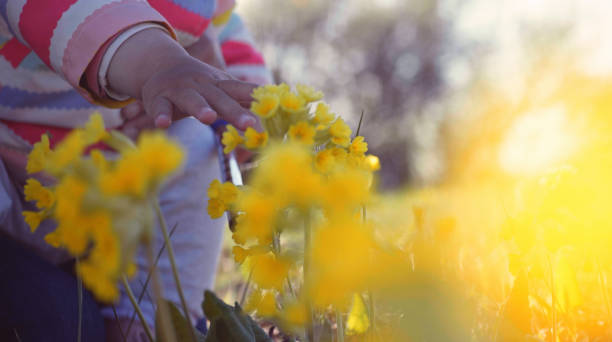 istock Spring in Nature. Baby Hand Touching Wild Primroses. 2111941213
