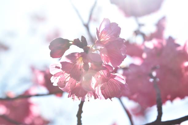 plum flower blossom blooming from branch - photography branch tree day - fotografias e filmes do acervo