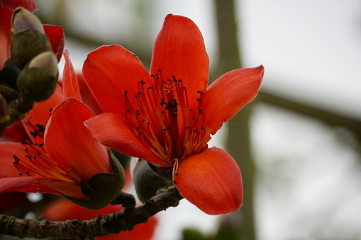 Close-up of red Bombax ceiba flowers blooming on a tree