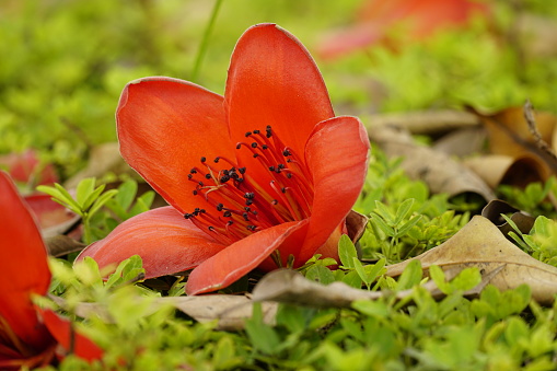 Close-up of red Bombax ceiba flower blooming