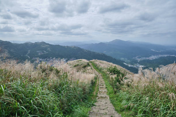 A hiking path of Keelung Mountain overlooking the Jiufen Old Town in the Taiwan with Chinese Silver Grass growing on both sides of the stone path