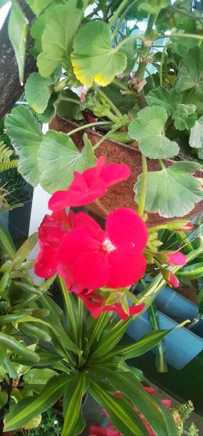 istock Red Geranium Flowers Blooming on Green Leaves Background 2111952372