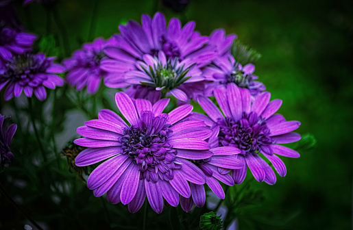 The purple flowers blooming in a garden during summer