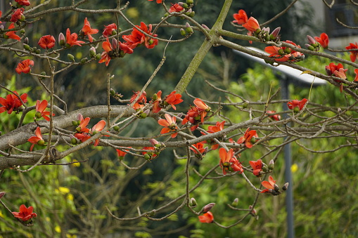 Close-up of red Bombax ceiba flower blooming