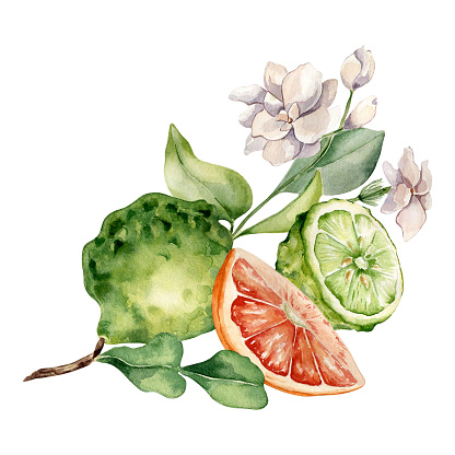 Citrus fruits and jasmine branch watercolor illustration isolated on white. Bergamot hand drawn. Fresh summer composition with sliced citrus ripe drawing. Design for packaging, label aroma product.