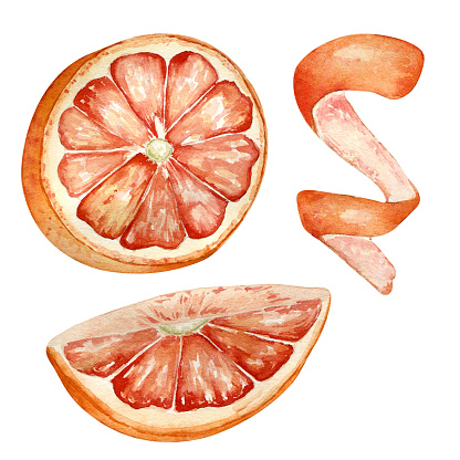 Pink ripe grapefruit watercolor illustration isolated on white. Set of slice and half grapefruit hand drawn. Orange citrus fruit botanical style drawing. Grapefruit peel. Design element for packaging.