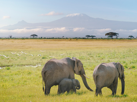 African elephants family in front of Kilimanjaro mountain in Amboseli National Park, Kenya
