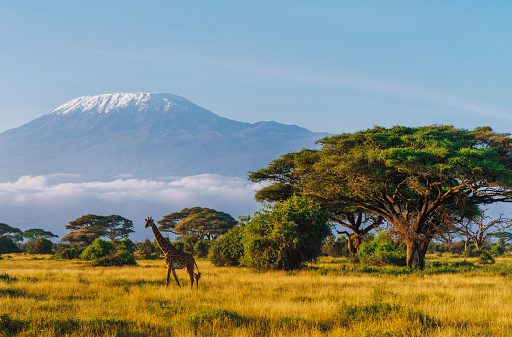 Masai giraffe in front of Kilimanjaro mountain in Amboseli National Park, Kenya