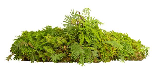 Tropical plant fern moss bush Flowers tree jungle stone rock isolated on white background with clipping path.