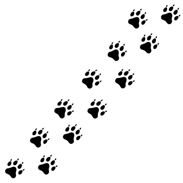istock Dog tracks. Paw print. A line of footprints. Vector template. Illustration isolated on white background. 2111983731