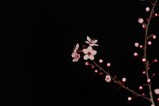 Branch of plum tree blooming in spring. Black background.
