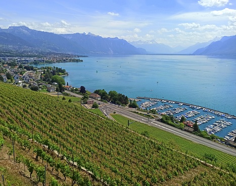terraced vineyards of Lavaux in Switzerland in front of Geneva lake