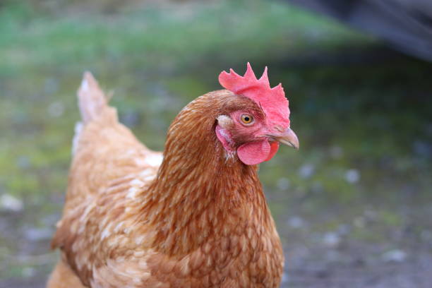 istock Close up of a brown hen 2112014687