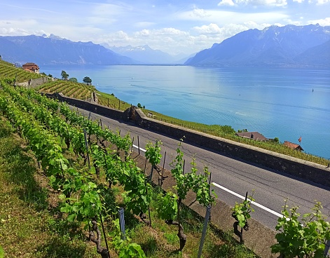 scenic road through vineyard landscape in Vaud region, Switzerland. Terrace agriculture of grape vine. Unesco site near Lausanne, in front of Geneva lake
