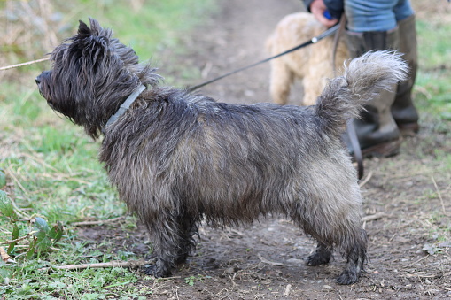 Portrait of a cairn terrier on a dog walk