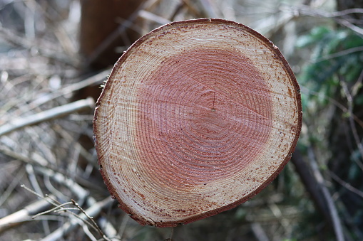 View through a cross section of a felled conifer tree