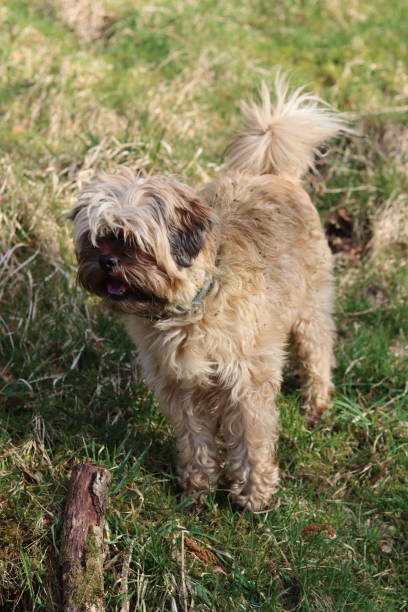 istock Small brown fluffy dog enjoying a dog walk 2112027227