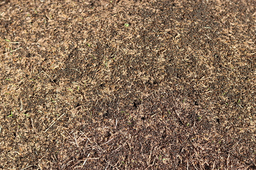 Close up of a large ant hill covered in ants