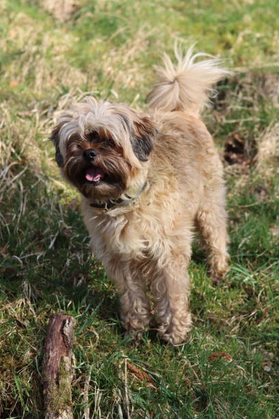istock Small brown fluffy dog enjoying a dog walk 2112031959