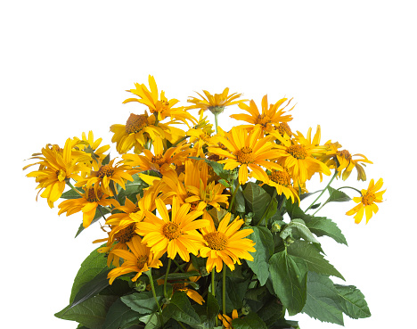 Bouquet  of Jerusalem Artichoke flowers isolated on white background.