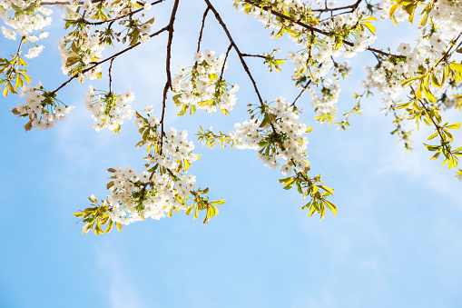 Branches with white Sweet Cherry flowers against a blue sky