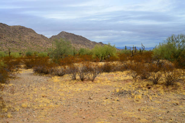 cactus in wild area in Arizona in spring