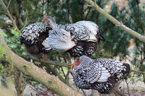 Wyandotte cockerel and hens preening feathers on a tree branch