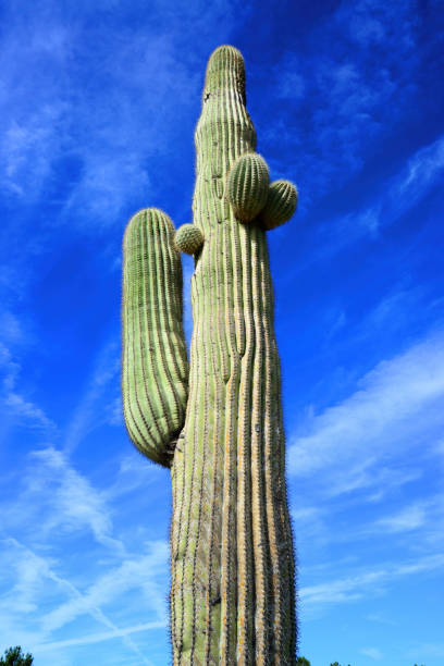 The Sonora desert in central Arizona USA with a closeup of an old saguaro and cholla cactus